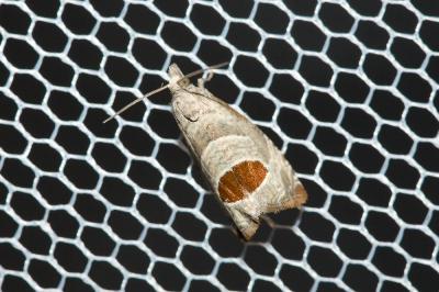  Notocelia uddmanniana (Linnaeus, 1758)