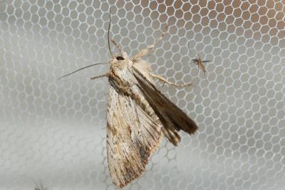 Doucette (La) Apamea lithoxylaea (Denis & Schiffermüller, 1775)