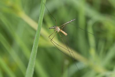  Tipula vernalis Meigen, 1804
