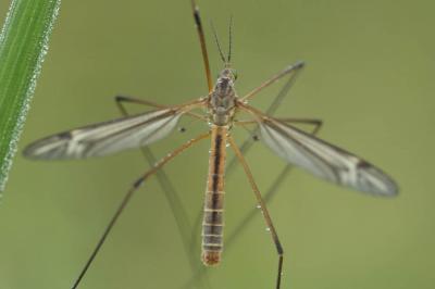  Tipula vernalis Meigen, 1804