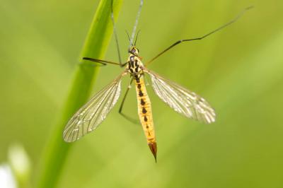  Nephrotoma flavescens (Linnaeus, 1758)