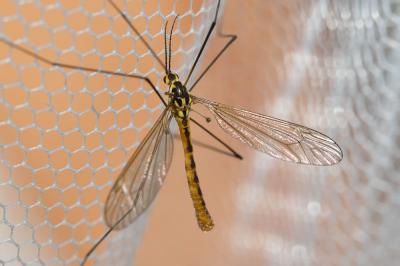  Nephrotoma flavescens (Linnaeus, 1758)