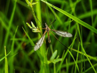  Tipula vernalis Meigen, 1804