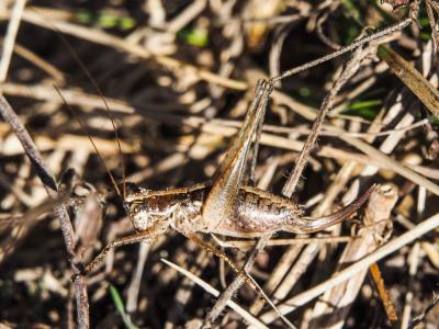 Decticelle frêle Yersinella raymondii (Yersin, 1860)