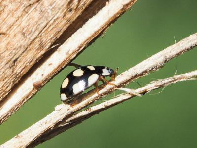  Oenopia lyncea (Olivier, 1808)