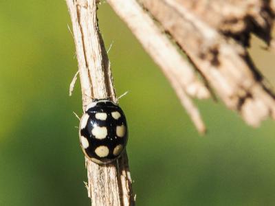  Oenopia lyncea (Olivier, 1808)
