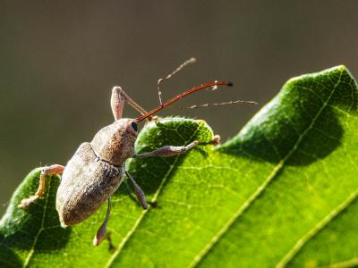 Balamin éléphant Curculio elephas (Gyllenhal, 1835)