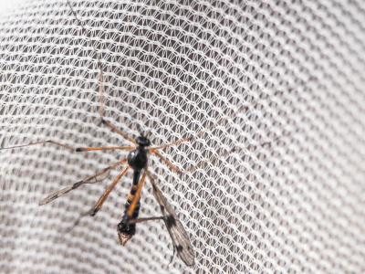  Ptychoptera contaminata (Linnaeus, 1758)