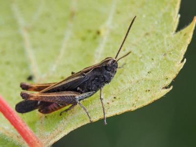 Criquet noir-ébène Omocestus rufipes (Zetterstedt, 1821)