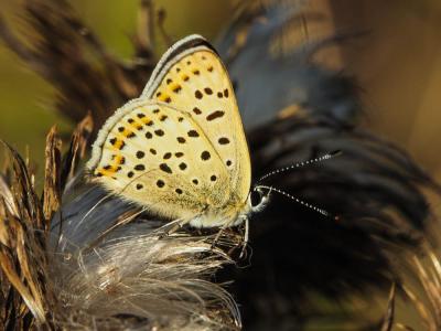 Cuivré fuligineux (Le), Argus myope (L'), Polyomma Lycaena tityrus (Poda, 1761)