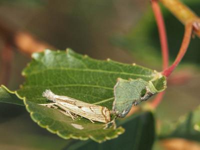  Agriphila geniculea (Haworth, 1811)