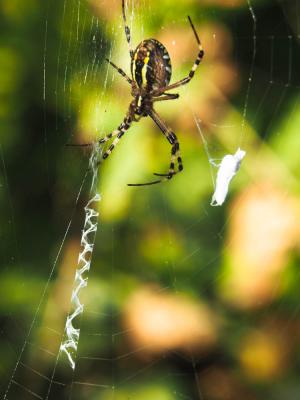 Épeire frelon Argiope bruennichi (Scopoli, 1772)