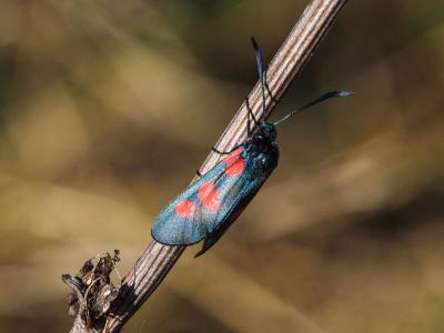 Zygène des prés (La), Zygène des Cornettes (La) Zygaena trifolii (Esper, 1783)