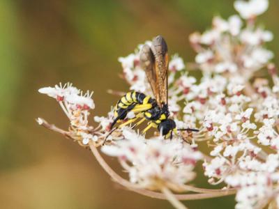  Tenthredo marginella Fabricius, 1793