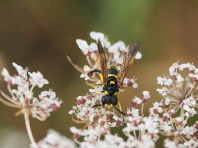  Tenthredo marginella Fabricius, 1793