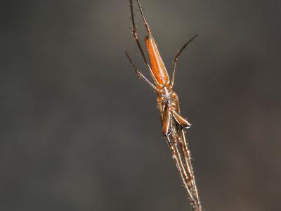  Tetragnatha Latreille, 1804
