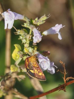  Pyrausta aurata (Scopoli, 1763)