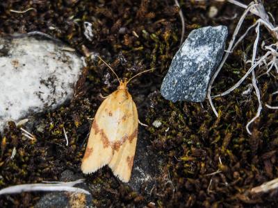  Clepsis pallidana (Fabricius, 1777)