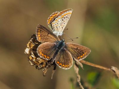 Collier-de-corail (Le), Argus brun (L') Aricia agestis (Denis & Schiffermüller, 1775)