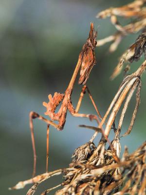 Empuse commune, Diablotin Empusa pennata (Thunberg, 1815)