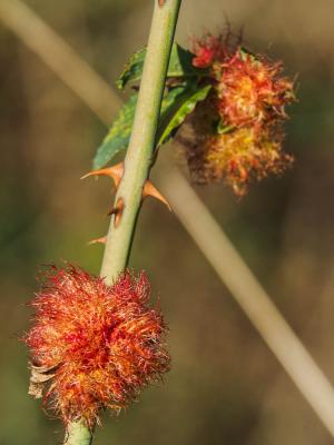 Cynips du rosier Diplolepis rosae (Linnaeus, 1758)