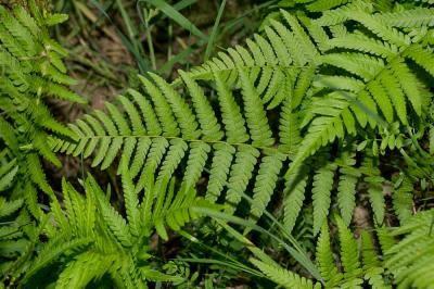 Fougère mâle Dryopteris filix-mas (L.) Schott, 1834