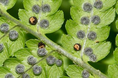 Fougère mâle Dryopteris filix-mas (L.) Schott, 1834