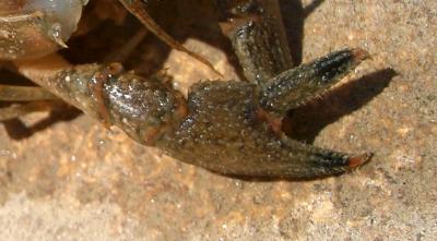 Écrevisse américaine (L') Faxonius limosus (Rafinesque, 1817)
