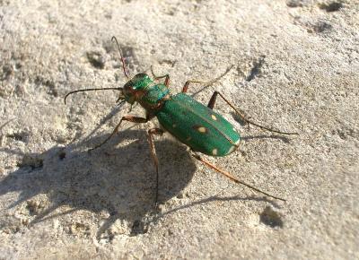Cicindèle champêtre Cicindela campestris Linnaeus, 1758