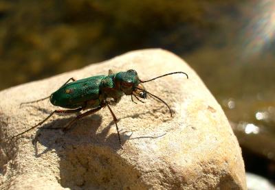 Cicindèle champêtre Cicindela campestris Linnaeus, 1758