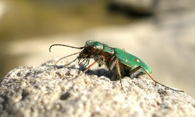 Cicindèle champêtre Cicindela campestris Linnaeus, 1758