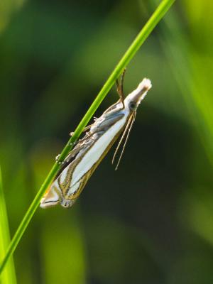  Crambus pascuella (Linnaeus, 1758)