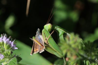 Mante religieuse Mantis religiosa (Linnaeus, 1758)