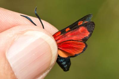 Zygène transalpine (La) Zygaena transalpina (Esper, 1780)