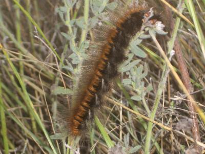 Bombyx de la Ronce (Le), Polyphage (La) Macrothylacia rubi (Linnaeus, 1758)