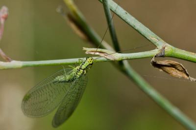  Chrysopa walkeri McLachlan, 1893
