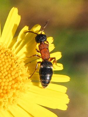  Krombeinella thoracica (Fabricius, 1793)