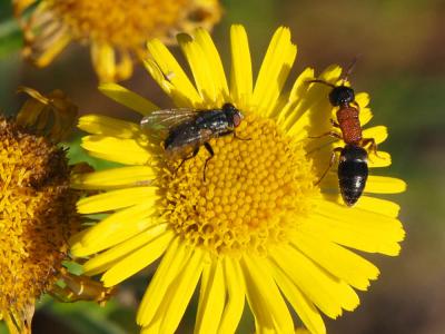  Krombeinella thoracica (Fabricius, 1793)