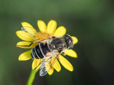  Eristalis arbustorum (Linnaeus, 1758)