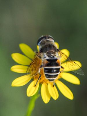  Eristalis arbustorum (Linnaeus, 1758)