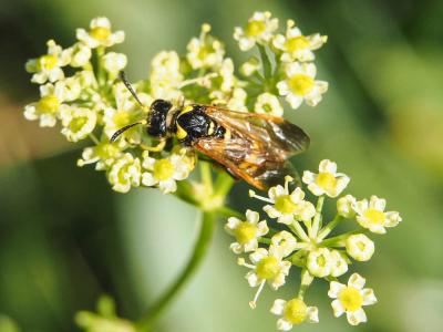  Tenthredo marginella Fabricius, 1793