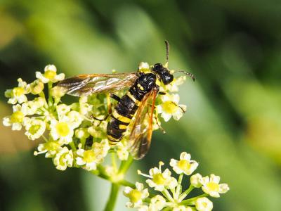  Tenthredo marginella Fabricius, 1793