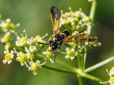  Tenthredo marginella Fabricius, 1793