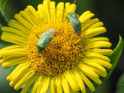 Punaise verte des pousses Lygocoris pabulinus (Linnaeus, 1760)