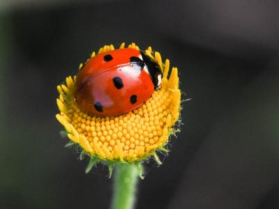 Coccinelle à 7 points, Coccinelle, Bête à bon Dieu Coccinella septempunctata Linnaeus, 1758