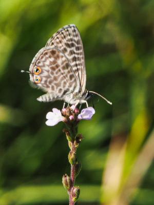 Azuré de la Luzerne (L'), Azuré de Lang (L'), Argu Leptotes pirithous (Linnaeus, 1767)