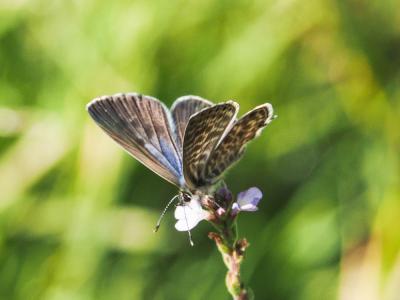 Azuré de la Luzerne (L'), Azuré de Lang (L'), Argu Leptotes pirithous (Linnaeus, 1767)