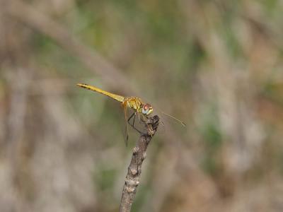 Sympétrum de Fonscolombe (Le) Sympetrum fonscolombii (Selys, 1840)