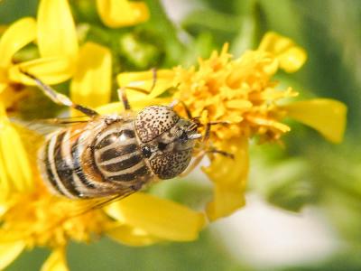  Eristalinus megacephalus (Rossi, 1794)