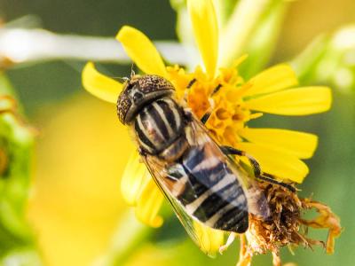  Eristalinus megacephalus (Rossi, 1794)